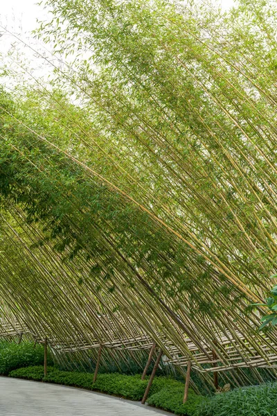 Leisure Trail Park Planted Bamboo — Fotografia de Stock