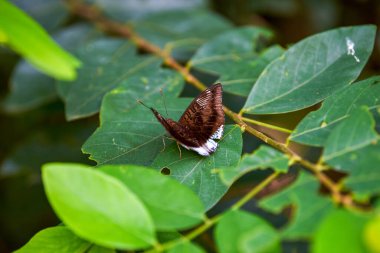 Close-up of a grey and white butterfly resting on a garden plant
