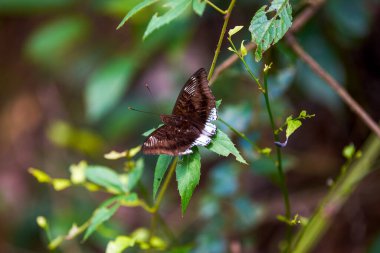 Close-up of a grey and white butterfly resting on a garden plant
