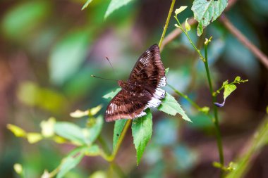 Close-up of a grey and white butterfly resting on a garden plant