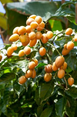 Mountain yellow bark fruit tree planted in wild orchard