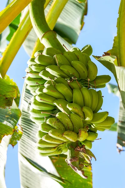Close-up of banana fruit from banana tree grown in orchard