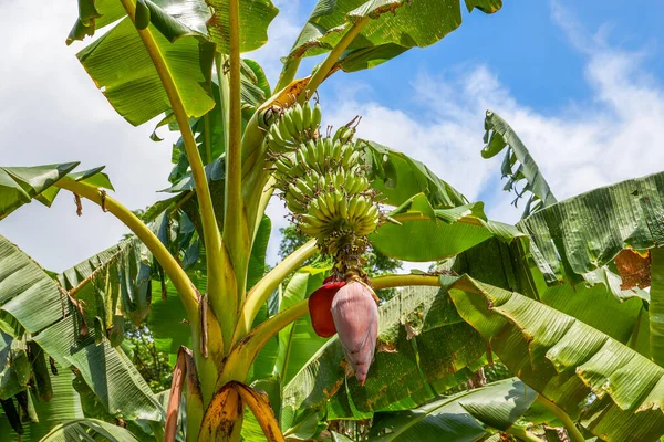 Close Banana Fruit Banana Tree Grown Orchard — Fotografia de Stock