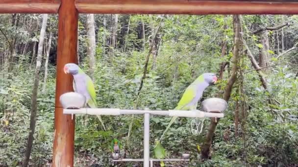 Close Parrot Breed Outdoor Park — Stockvideo