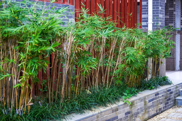 Bamboo Potted Landscape Garden Garden — Foto Stock