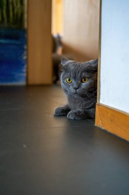 Cute pet cat british short blue cat is feeding and eating