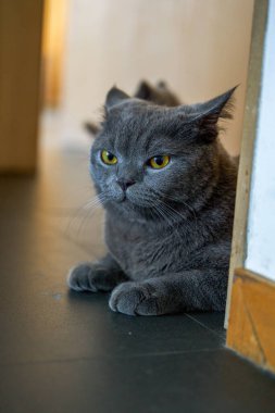 Cute pet cat british short blue cat is feeding and eating