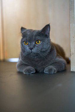 Cute pet cat british short blue cat is feeding and eating