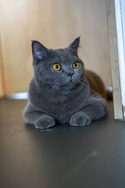 Cute pet cat british short blue cat is feeding and eating