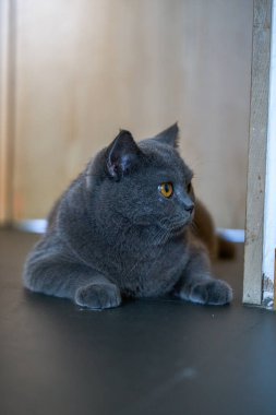 Cute pet cat british short blue cat is feeding and eating
