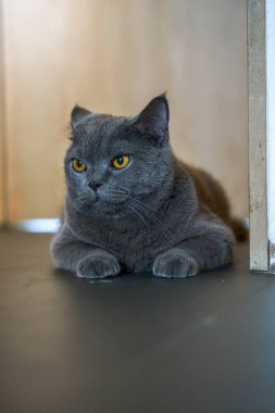 Cute pet cat british short blue cat is feeding and eating