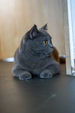 Cute pet cat british short blue cat is feeding and eating
