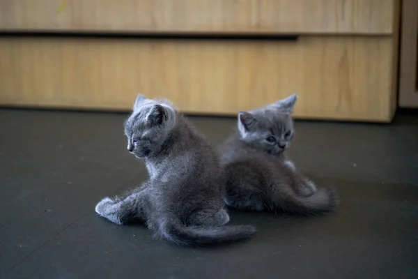 Χαριτωμένο Κατοικίδιο Ζώο Γάτα Βρετανική Σύντομη Μπλε Γάτα Τρέφεται Και — Φωτογραφία Αρχείου