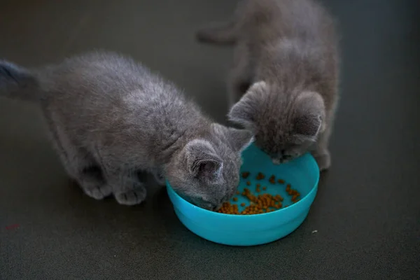 Cute Pet Cat British Short Blue Cat Feeding Eating — Stock fotografie