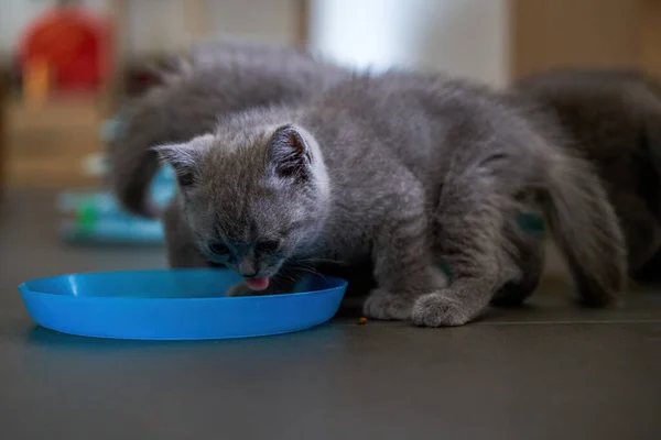 Cute pet cat british short blue cat is feeding and eating