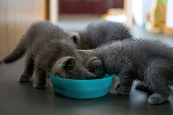 Cute Pet Cat British Short Blue Cat Feeding Eating — ストック写真