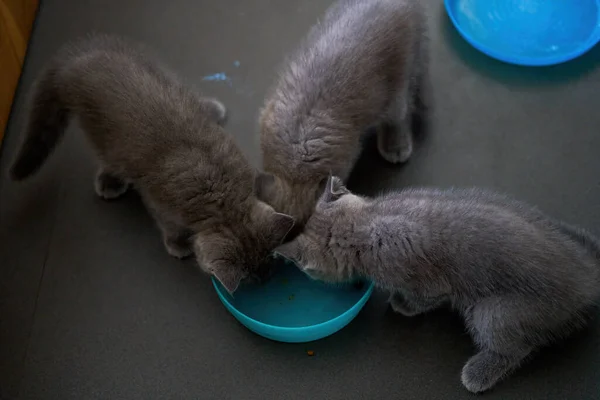 Cute pet cat british short blue cat is feeding and eating