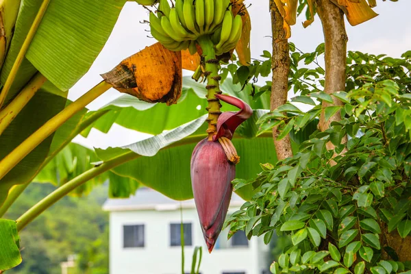 Close Large Banana Tree Wild — Fotografia de Stock