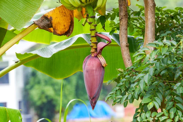 Close Large Banana Tree Wild — Fotografia de Stock