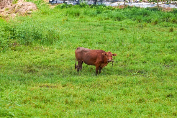 Farming Field Countryside — 图库照片