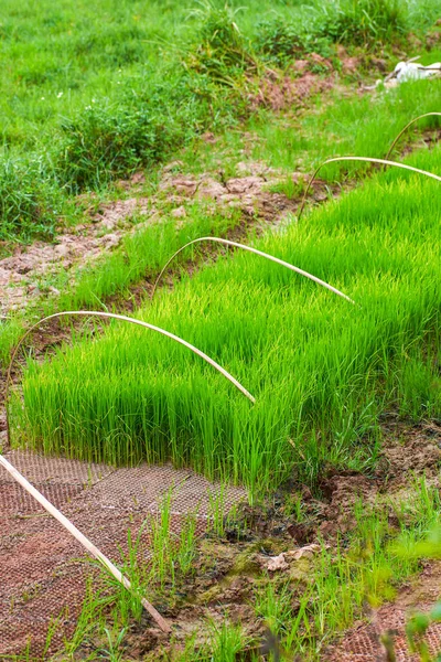 Sadzonki Ryżu Rośnie Dziedzinie — Zdjęcie stockowe