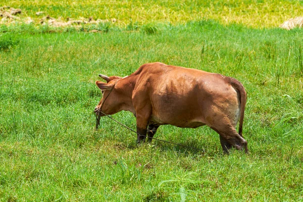 Vaca Campo Campo — Fotografia de Stock