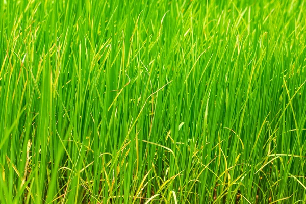 Piantine Riso Che Crescono Nel Campo — Foto Stock