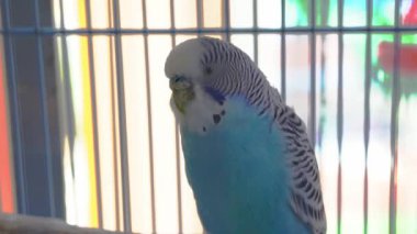 Close-up of a cute pet parrot