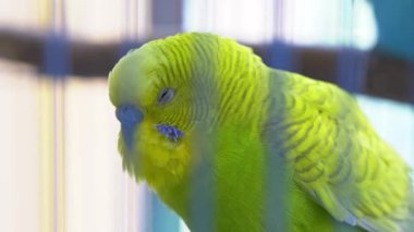 Close-up of a cute pet parrot