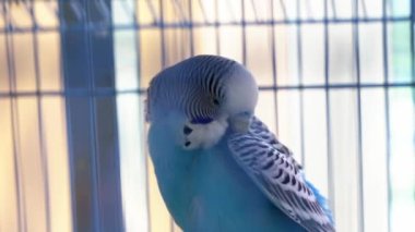 Close-up of a cute pet parrot