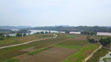 Rural characteristic rice fields in Guangxi, China, island farmland