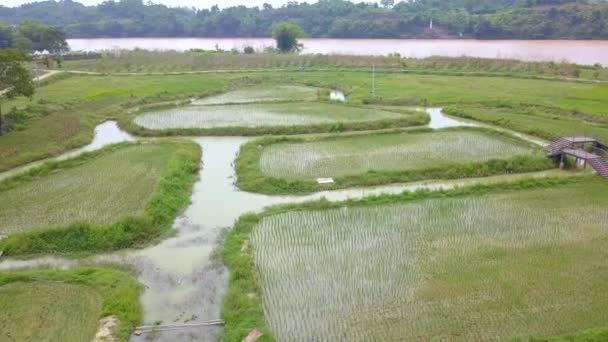 Rural Characteristic Rice Fields Guangxi China Island Farmland — Stockvideo