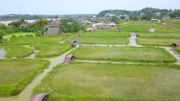 Rural Characteristic Rice Fields Guangxi China Island Farmland — стоковое видео