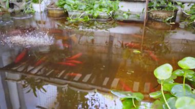 Koi breeding pond in a private garden, feeding the koi
