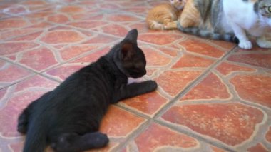 Several cute Chinese pastoral cat kittens and mother cats