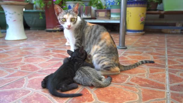 Several Cute Chinese Pastoral Cat Kittens Mother Cats — 图库视频影像