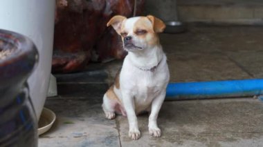 Vahşi ve ciddi bir chihuahua köpeği.