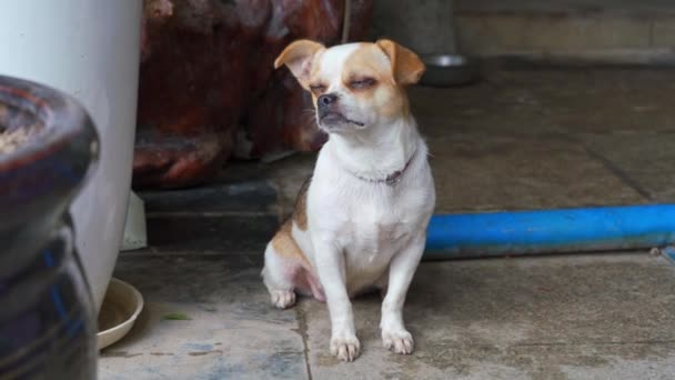 Hård Och Allvarlig Chihuahua Sällskapsdjur Hund — Stockvideo
