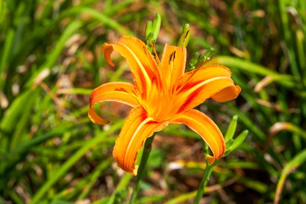 Цветущие Оранжевые Цветы Hemerocallis Выращенные Саду — стоковое фото