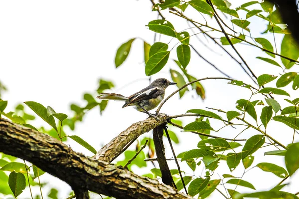 Close Cute Sparrow Head Branch — Stock Photo, Image