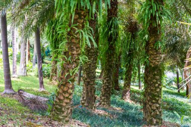 Palm Grove tropik botanik bahçesine dikilmiş.