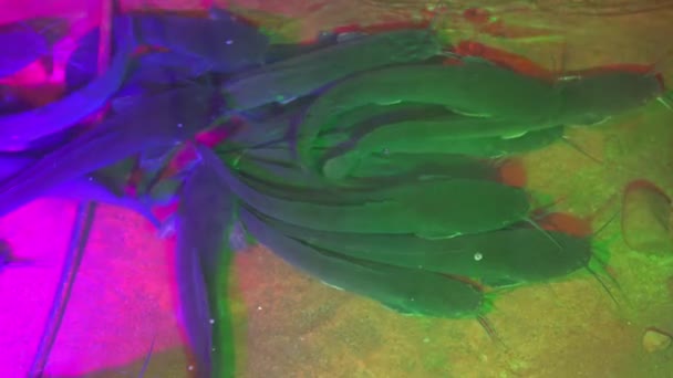 Group Lively Catfish Raised Pond — Stock Video