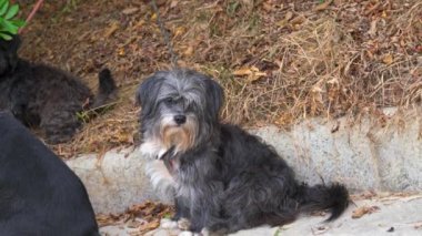 Parkta şirin bir Pekin köpeği