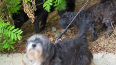 Parkta şirin bir Pekin köpeği