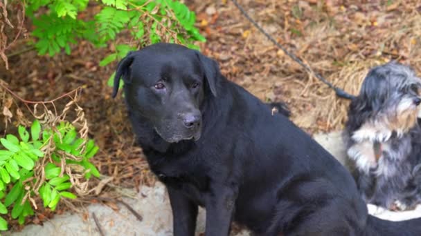 Κοντινό Πλάνο Ενός Μεγάλου Μαύρου Σκύλου Στο Πάρκο — Αρχείο Βίντεο