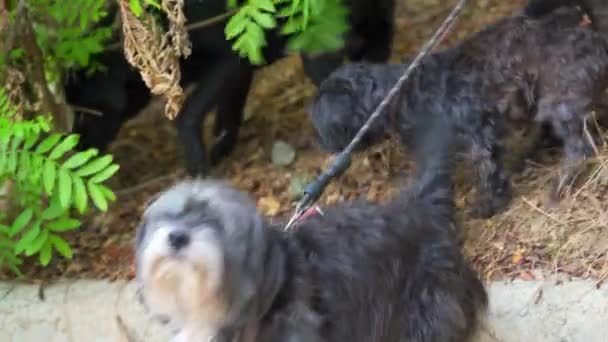 Мила Пекінська Собака Парку — стокове відео