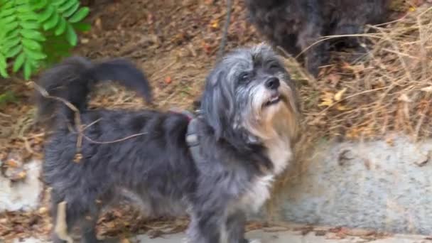 Cão Pekingese Bonito Parque — Vídeo de Stock