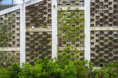 Bitkilerle dolu bir bina duvarı.