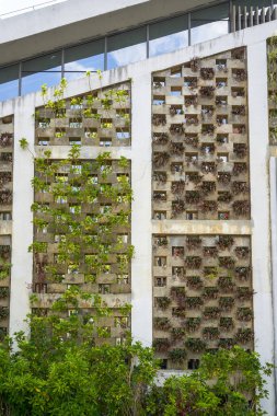 Bitkilerle dolu bir bina duvarı.
