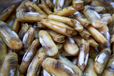 Taze ve dolgun deniz mahsulleri.